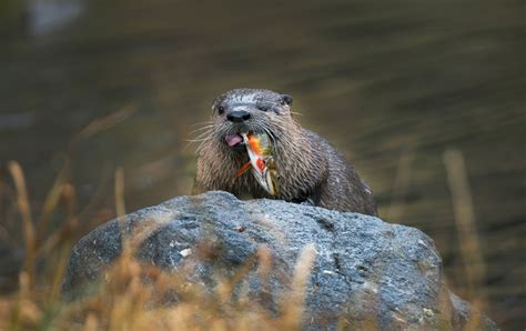 mink vs beaver